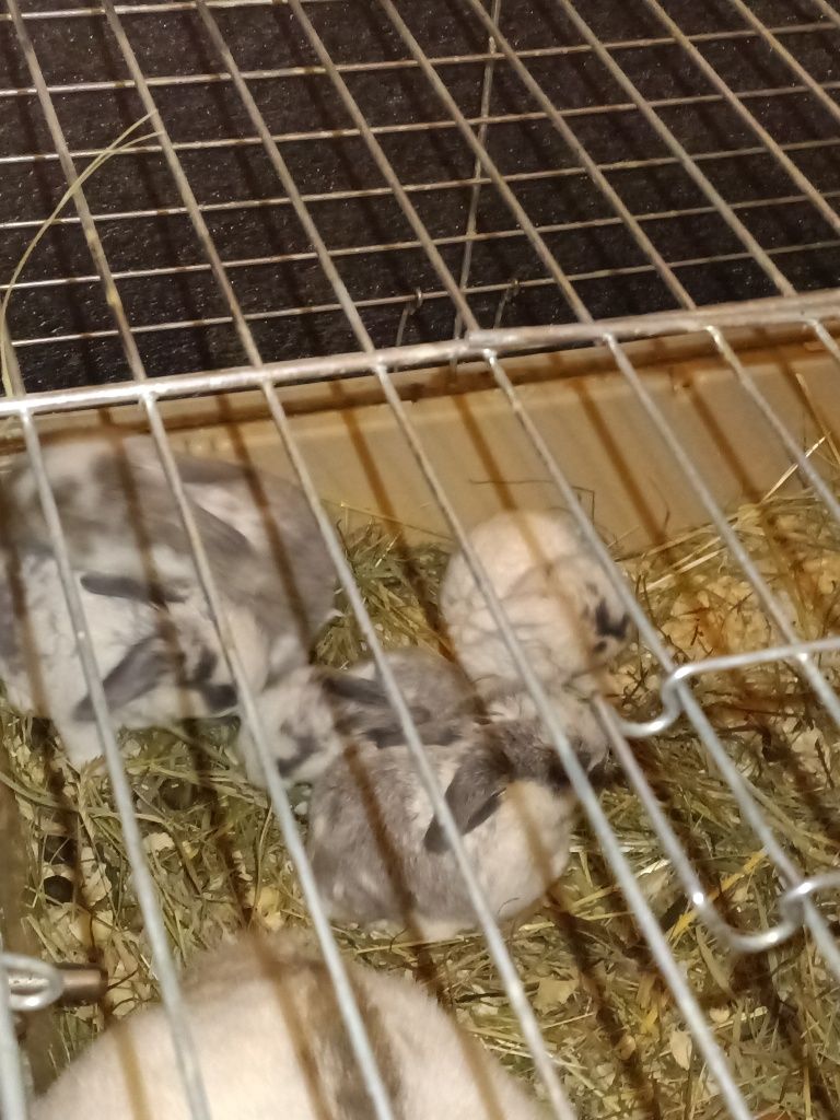 Króliki baranki mini lop