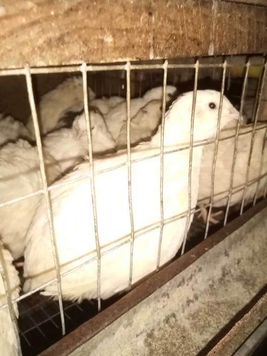 Пропоную техаського перепела. ІЯ