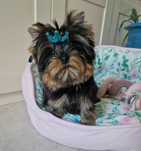 Yorkshire Terrier York FCI ZKwP Piesek