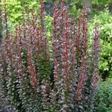 Berberis thunbergii Summer Chocolate berberys Thunberga