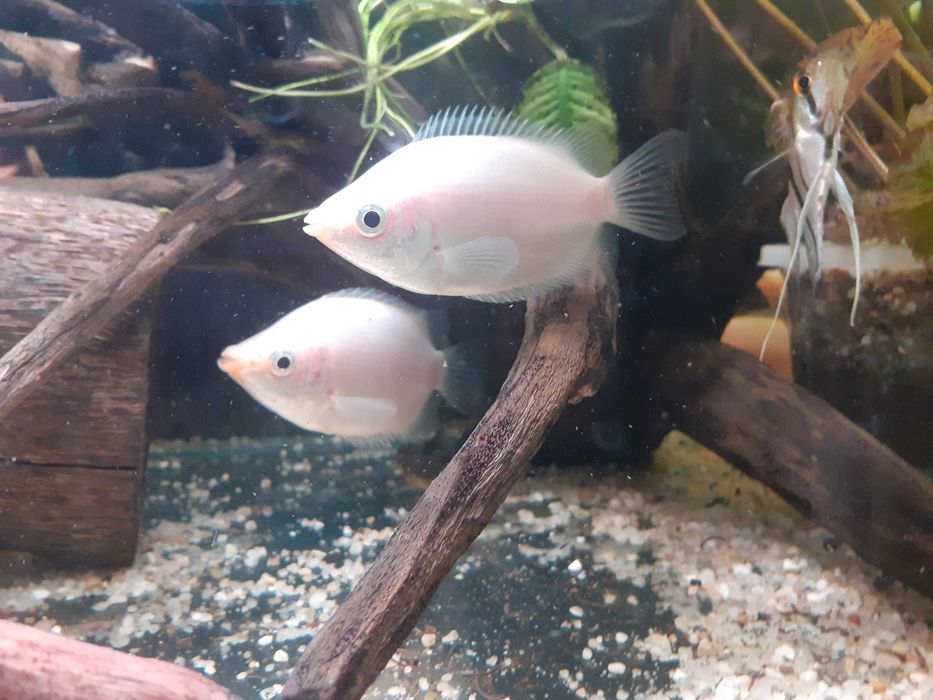 Gurami całujące, dorosłe, 6 szt