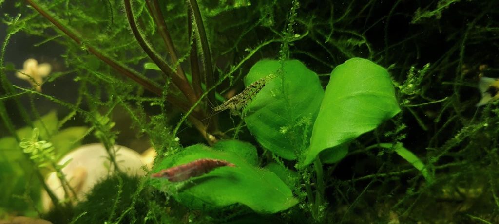 Krewetki Neocaridina Cherry