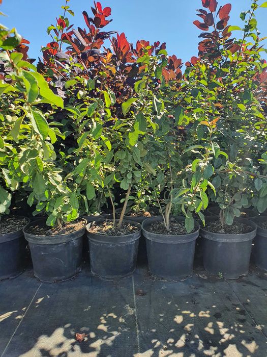 pigwowiec japoński zdrowie w Twoim ogrodzie