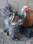 Ovos galados/ férteis disponíveis de wyandotte e brahma...