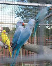 Ожереловые попугаи птенцы, разные цвета,александрийские