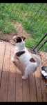Pies Jack russell terrier reproduktor