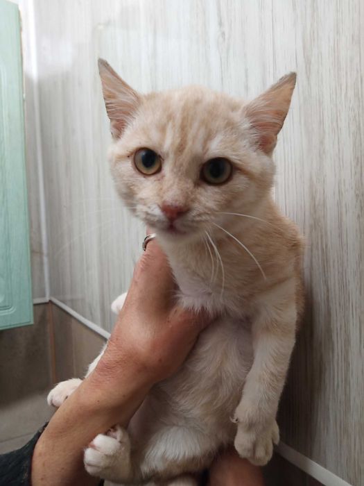 Котенятко хлопчик в добрі руки