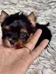 Yorkshire Terrier mini piesek