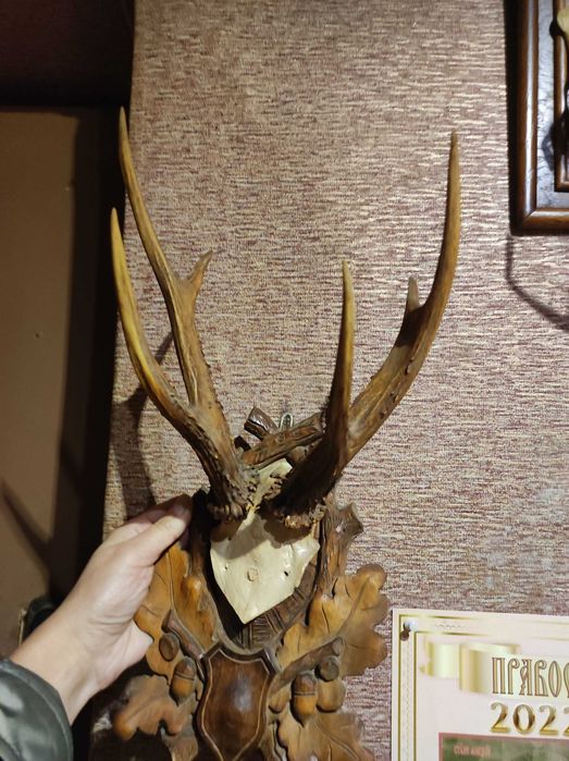 Продам роги оленя, косулі,лані,сайгак