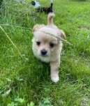 Piesek chihuahua