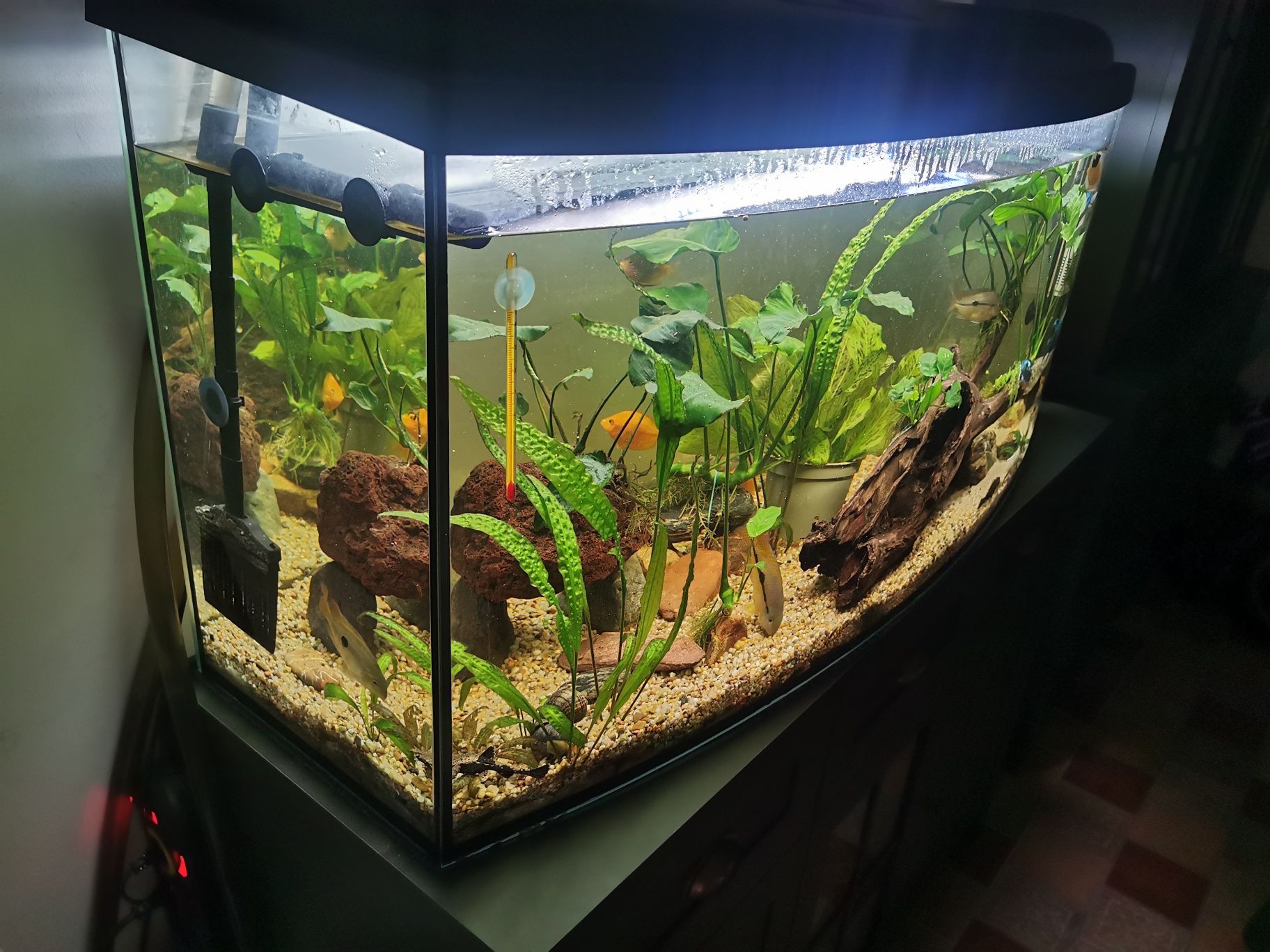 Akwarium panoramiczne 240l