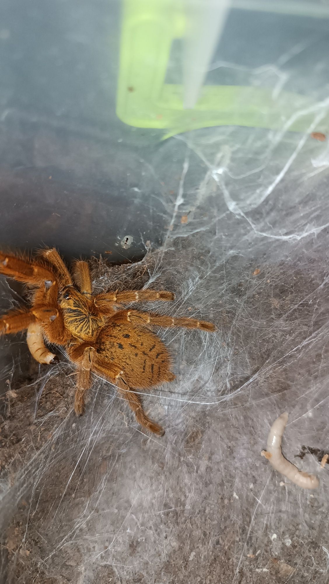 Паук птициед Pterinochilus murinus самкаL8