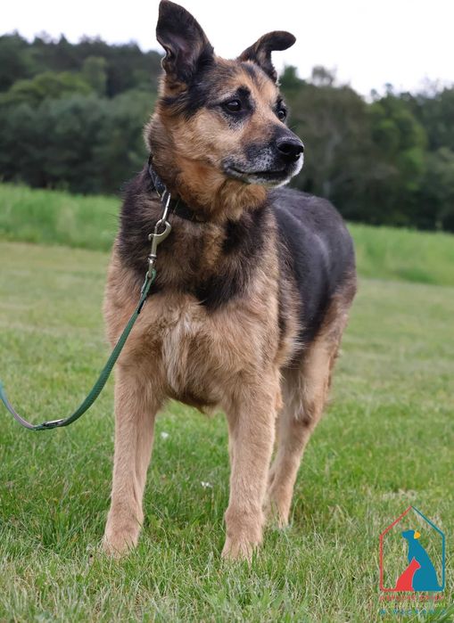 Bardzo przyjazny piesek Master od 2018 r jest w schronisku! Adoptuj!