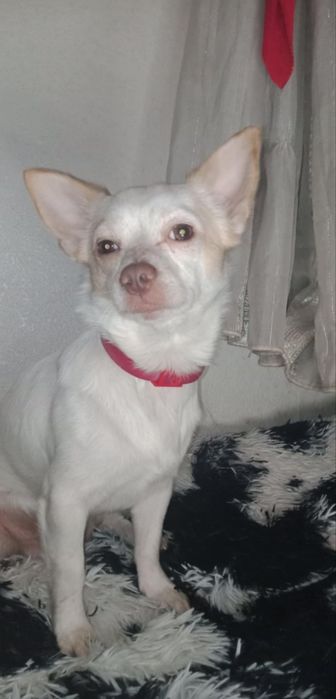 Метис чихуа собаки