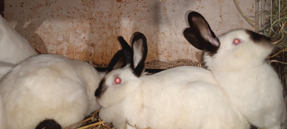 Sprzedam króliki Kalifornijskie , Burgundzkie