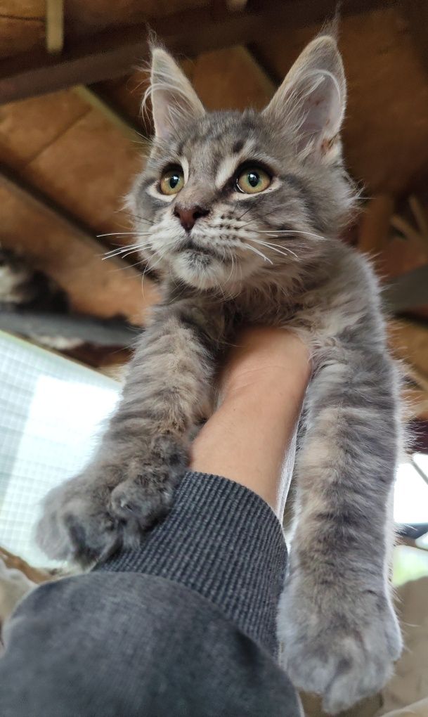 Niebieski kocurek Maine Coon BLUEBERRY Ashantu*PL