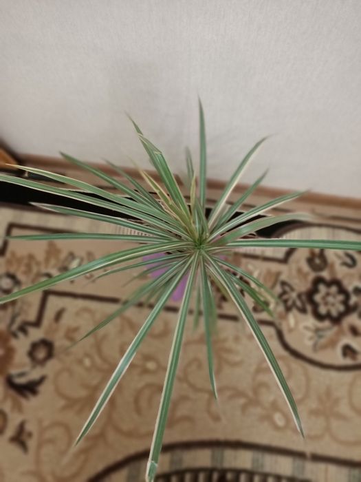 Драцена трехцветная комнатная пальма моргината шефлера вариегатная