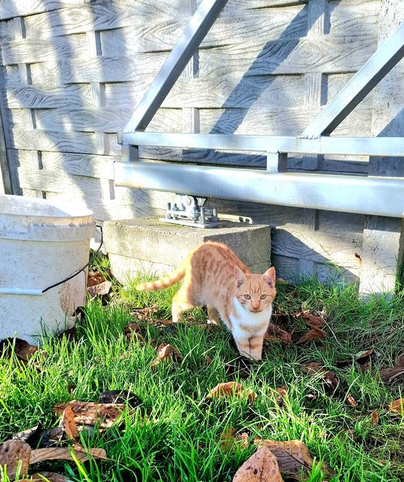 Oddam w dobre ręce , piękne kotki