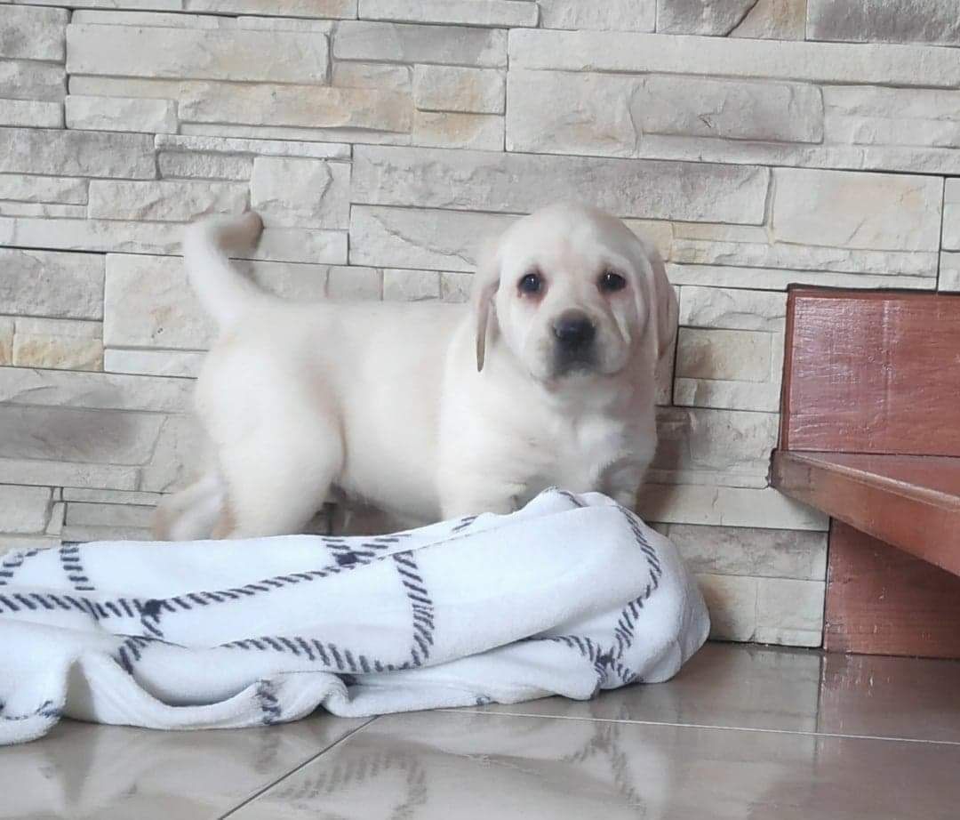 Labrador retriever
