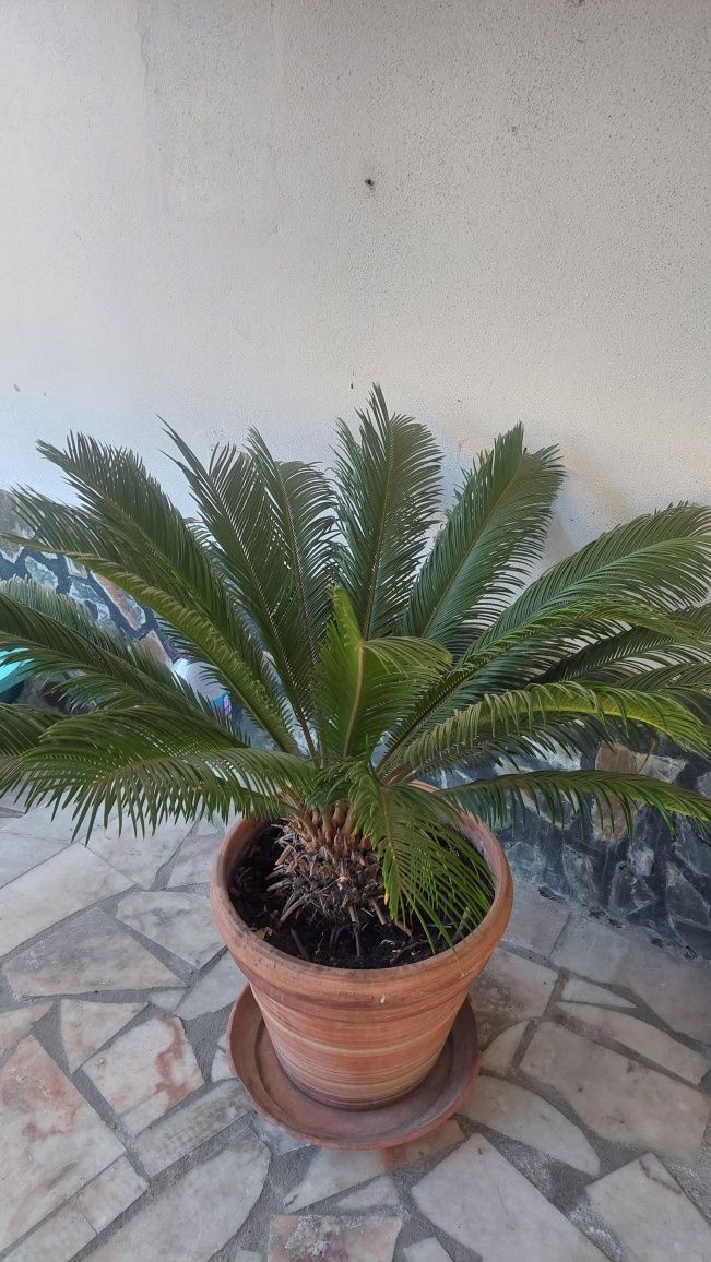 Palmeira Cycas Revoluta / Palmeira Sagu