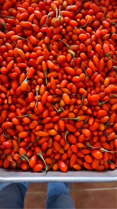 Plantas de goji Lycium Barbarum
