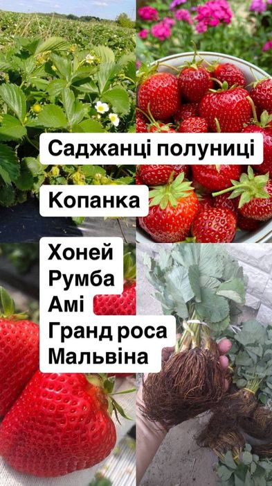 Свіжокопана та касетна розсада полуниці. Саженцы Клубники. Доставка