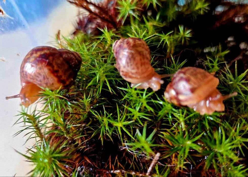 Сухопутные улитки Ахатины Иммакуляты . Вырастают большие