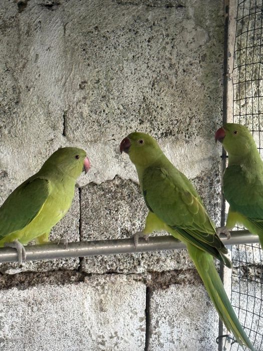 Pássaro Ringneck