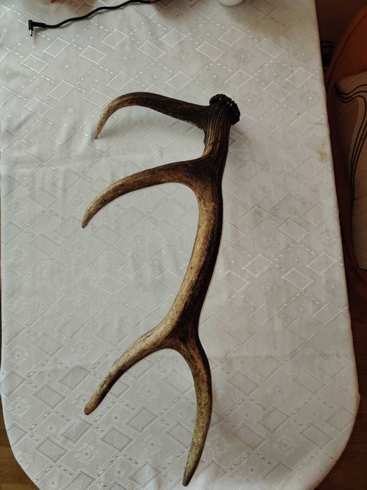 poroże jelenia szlachetnego