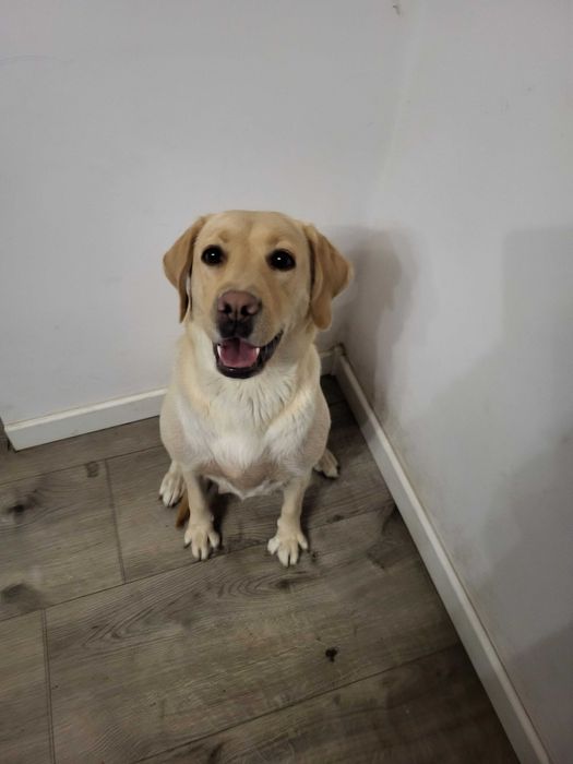 Labrador szuka dobrego domu