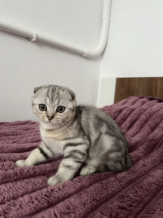 Пурпуровий котик Шотландської породи