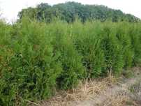 Thuja Brabant! 100,120,140,150,160 cm! Tuja, tuje! Sadzenie! Dostawa!