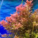 Rośliny do akwarium - Rotala rotundifolia