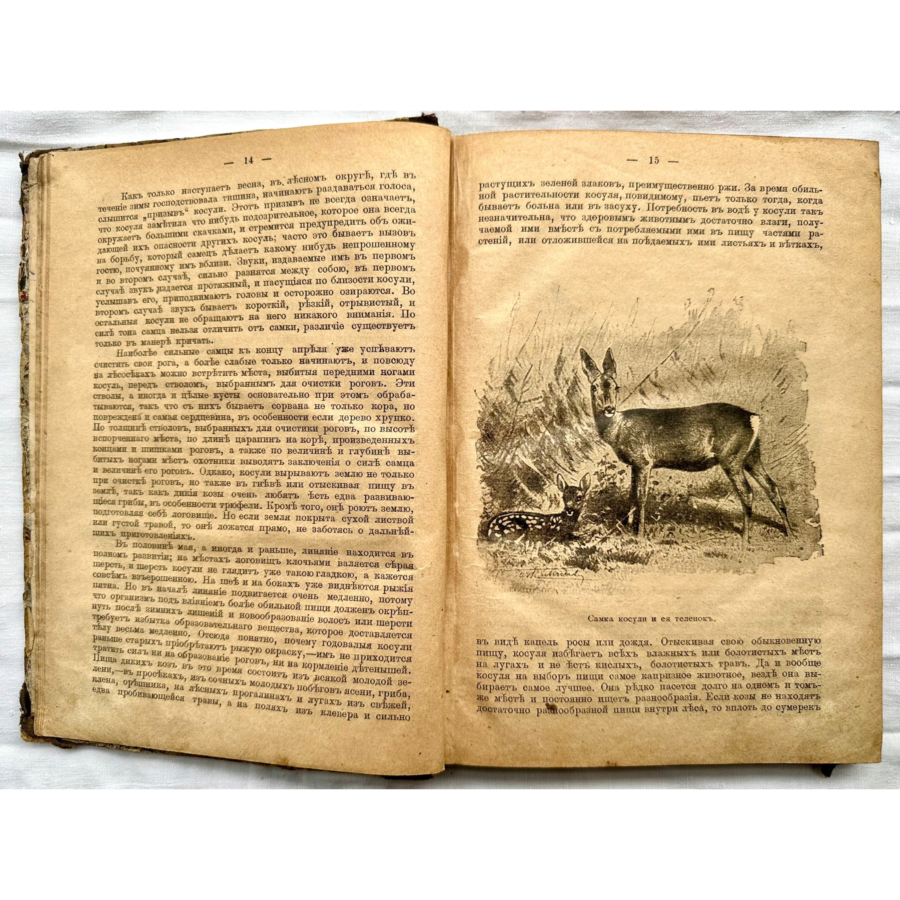 «1901 г! Звери, птицы и насекомые среднеевропейских лесов»