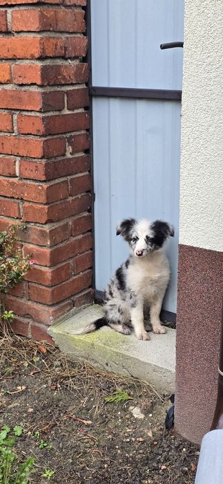 Border Collie dziewczynka