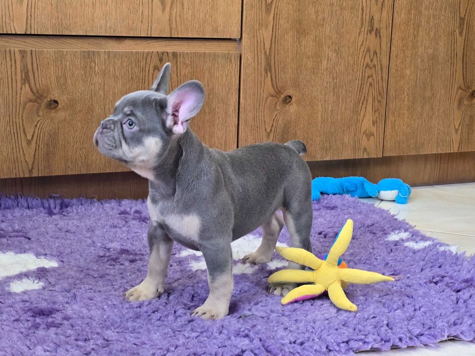 Buldog Francuski śliczny piesek Blue Tan