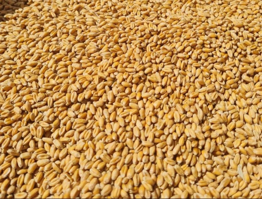 Продам пшеницю фуражну  .