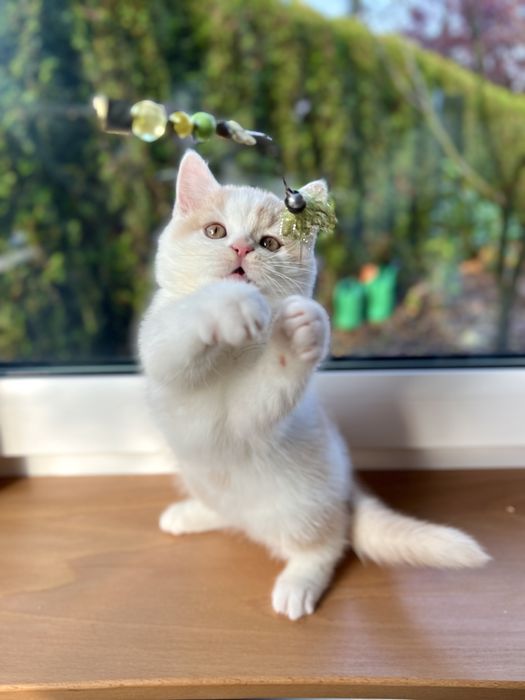 Kocurek Brytyjski Bicolour