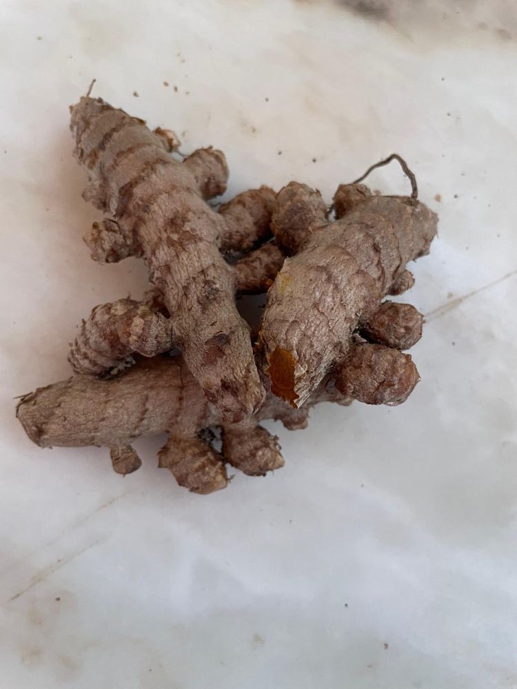 Plantas de curcuma para venda.
