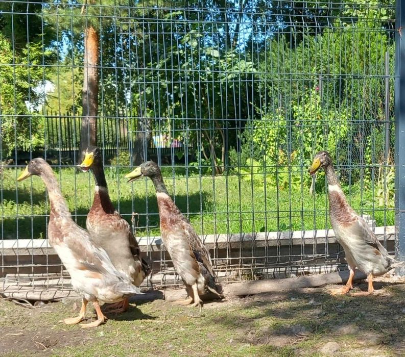 Kaczory biegusy indyjskie