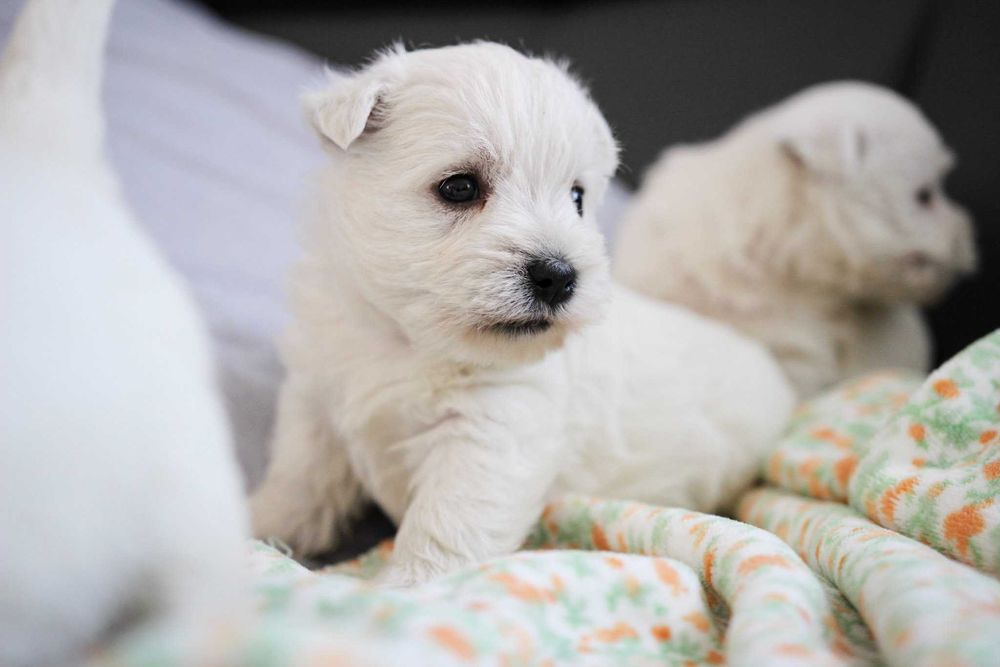 Piesek West Highland White Terrier ZKWP FCI