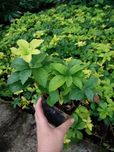 Runianka japońska Green Carpet,  Pachysandra terminalis