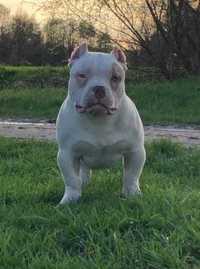 American bully piesek ABKC