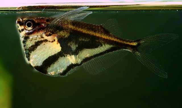 Pstrążenica marmurkowa - Carnegiella strigata - dowóz, wysyłka