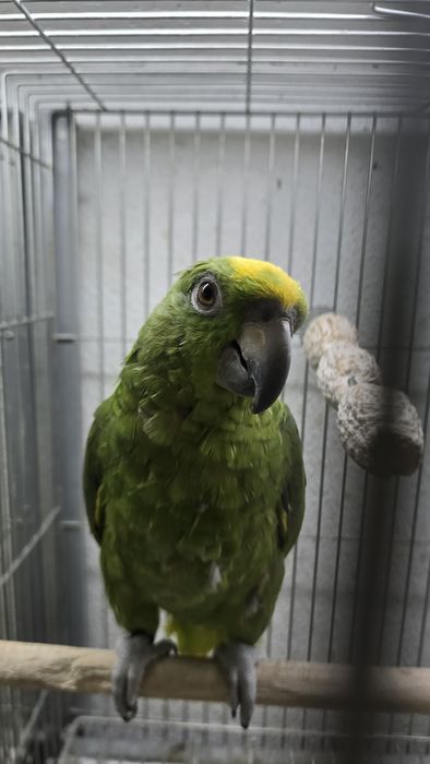 Papagaio Ocrocefalo