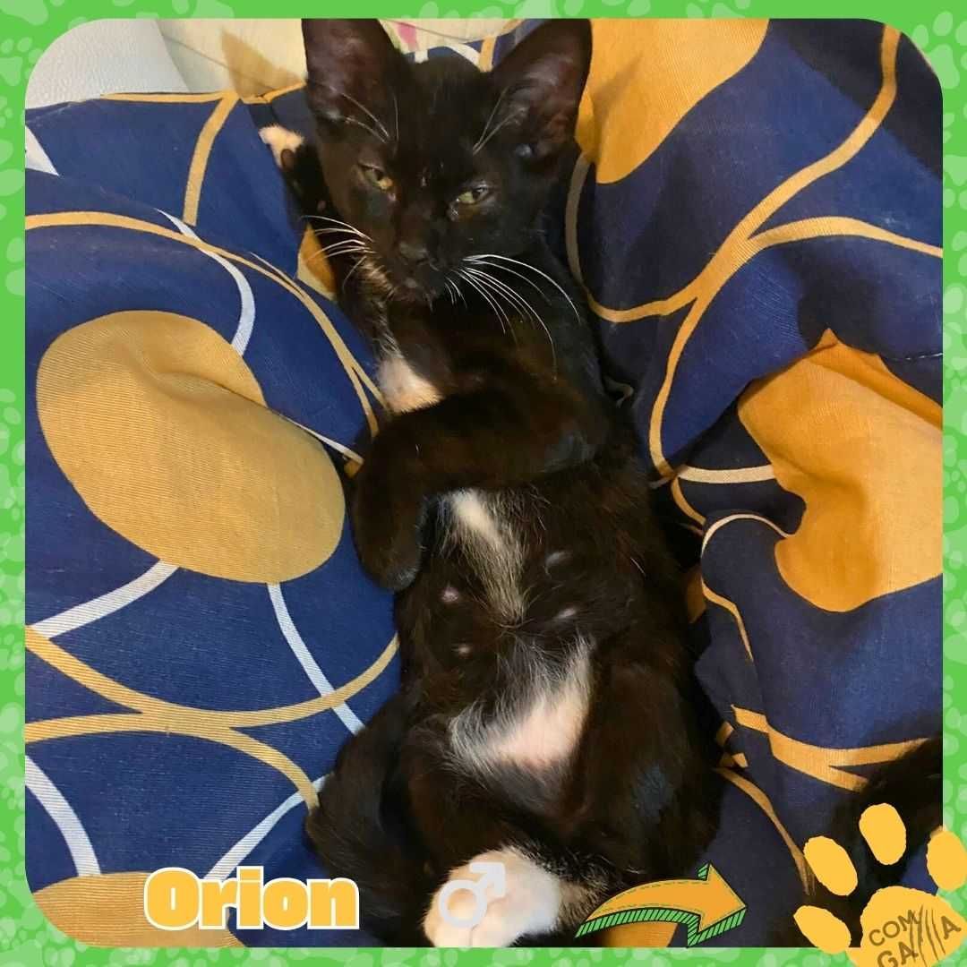 Gatinhos para adoção - Orion e Cassie
