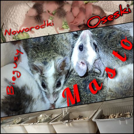 Masto gryzoń karmowy (African Soft Furred Rats)