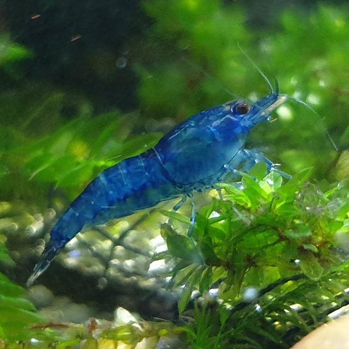 Camarões Neocaridina