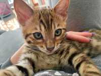 Koty bengalskie - niespełna 4 miesięczne