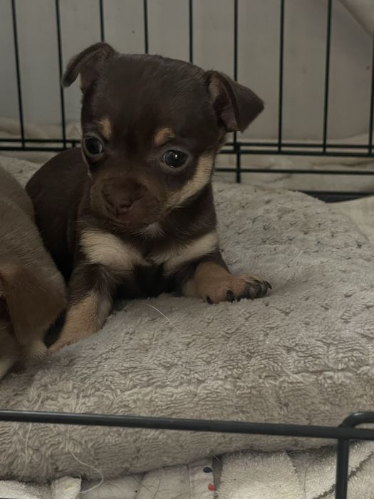 Sunia chihuahua krótkowłosa  czekoladowa